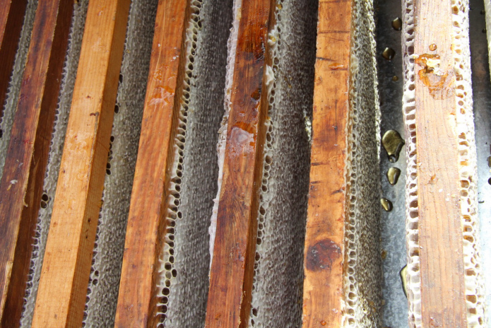 В ВКО открывается научно-исследовательский центр алтаеведения